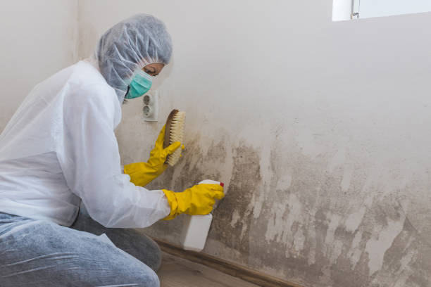 Best Best Mold Removal Companies  in Park Layne, OH