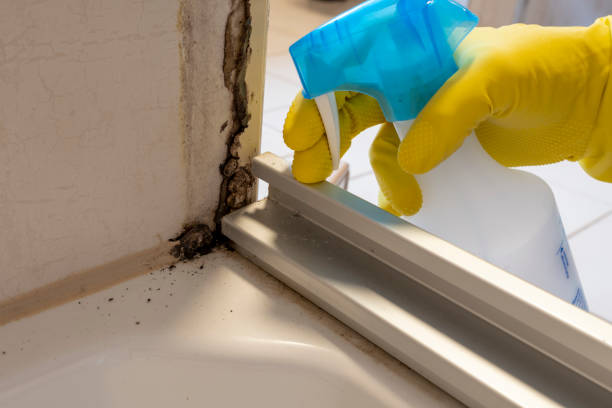 Best Fast Mold Removal  in Park Layne, OH
